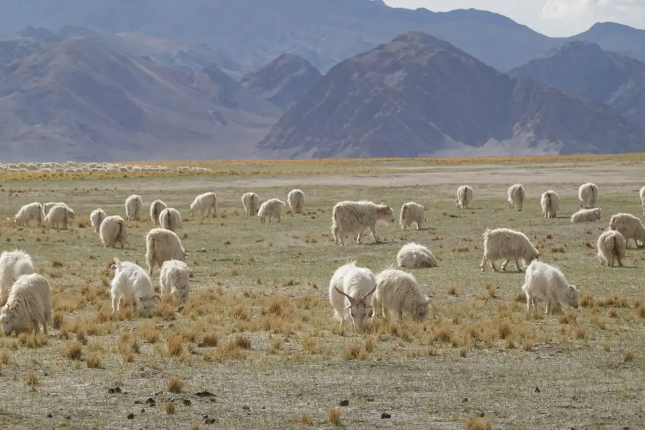 Cashmere goats